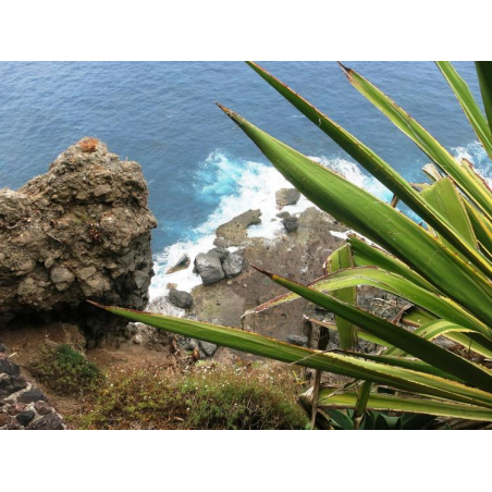 Sprzedaż - Nieruchomości - Dom / Willa - pierwsza linia - Realejo Bajo 1