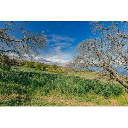 Sprzedaż - Nieruchomości - House - El Sauzal 1