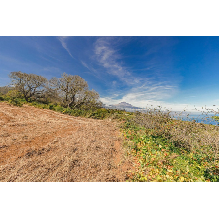 Sprzedaż - Nieruchomości - House - El Sauzal 1